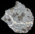 Ammonite Fossil Slab - Marston Magna Marble #63499-1